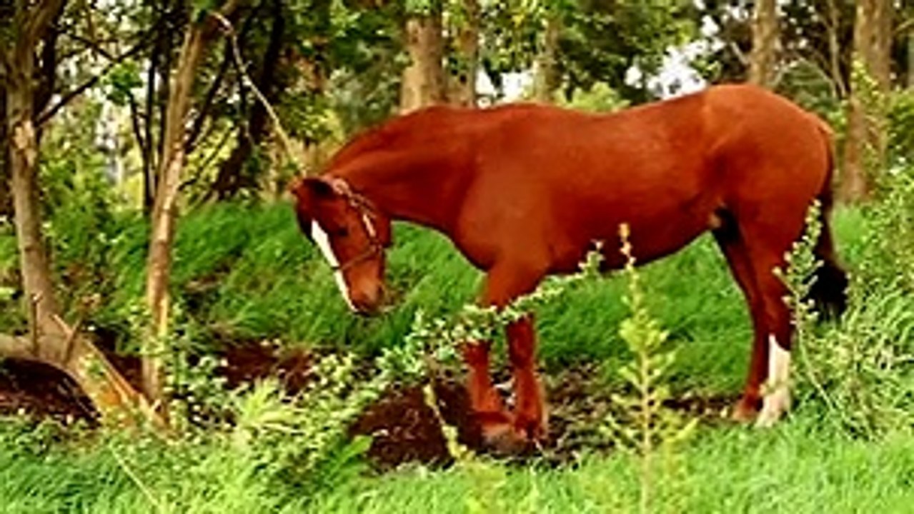 60 Quick Guide to Chiloe in 60 Seconds