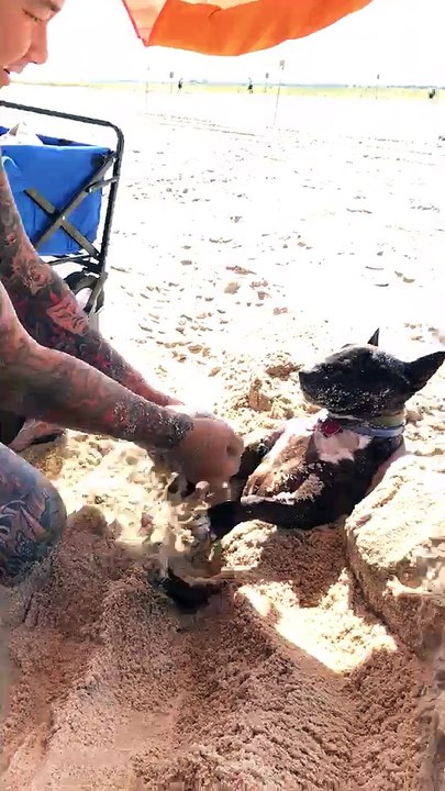 Dog Loves Being Buried in Sand
