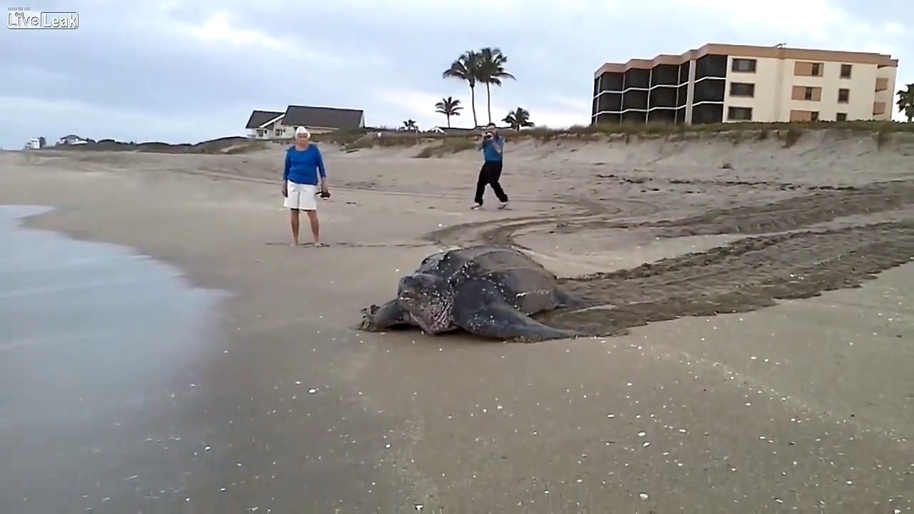 Huge Turtle
