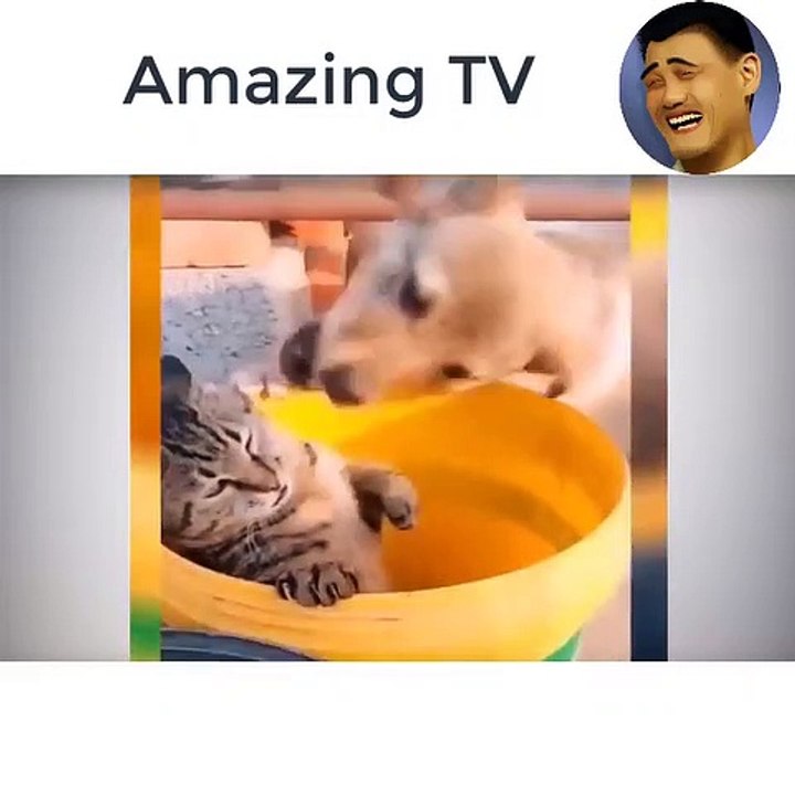 Cute and funny cat and dog