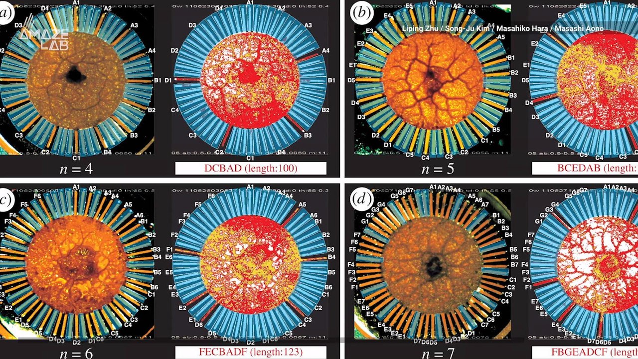 Amoeba Solves Complex Computing Problem Uniquely