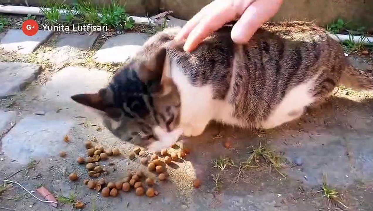 Kucing Darah Tinggi Doyannya Marah-Marah