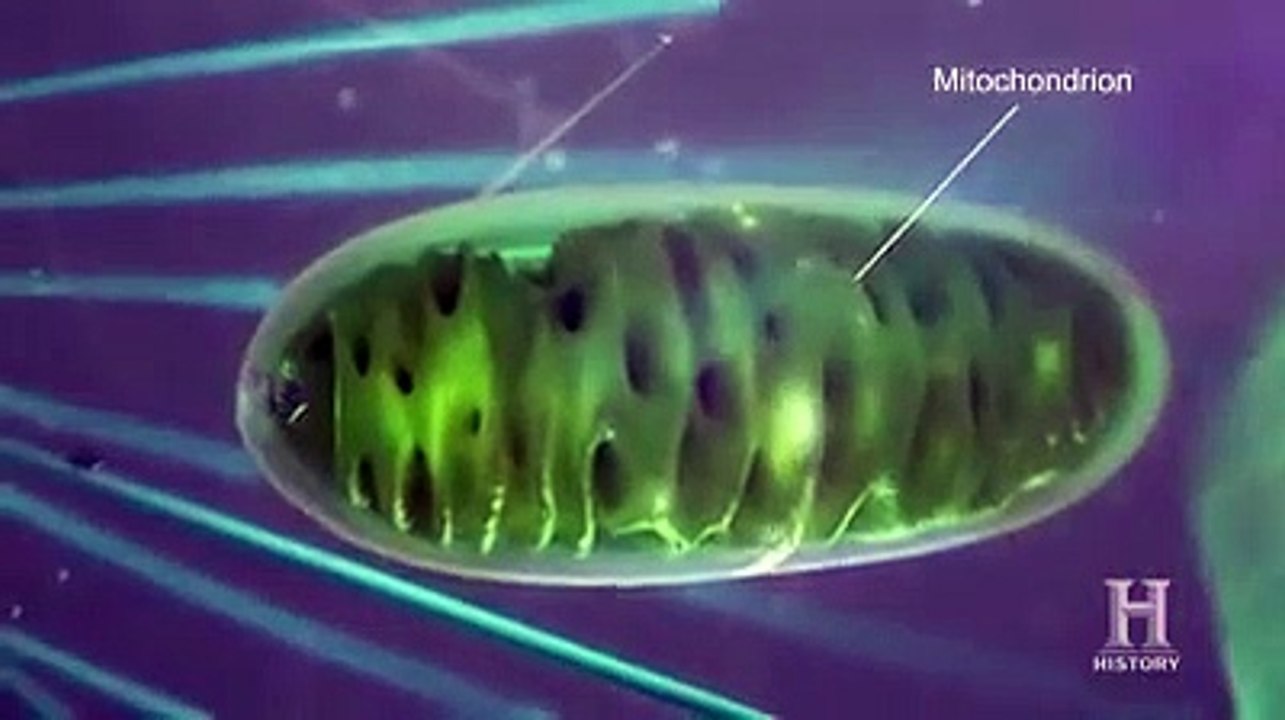 Did Jesus had Druze ancestry??