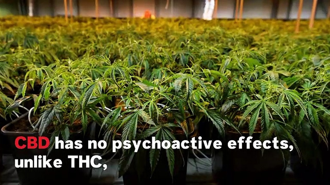 Rising Therapeutic Applications of Recreational Drugs