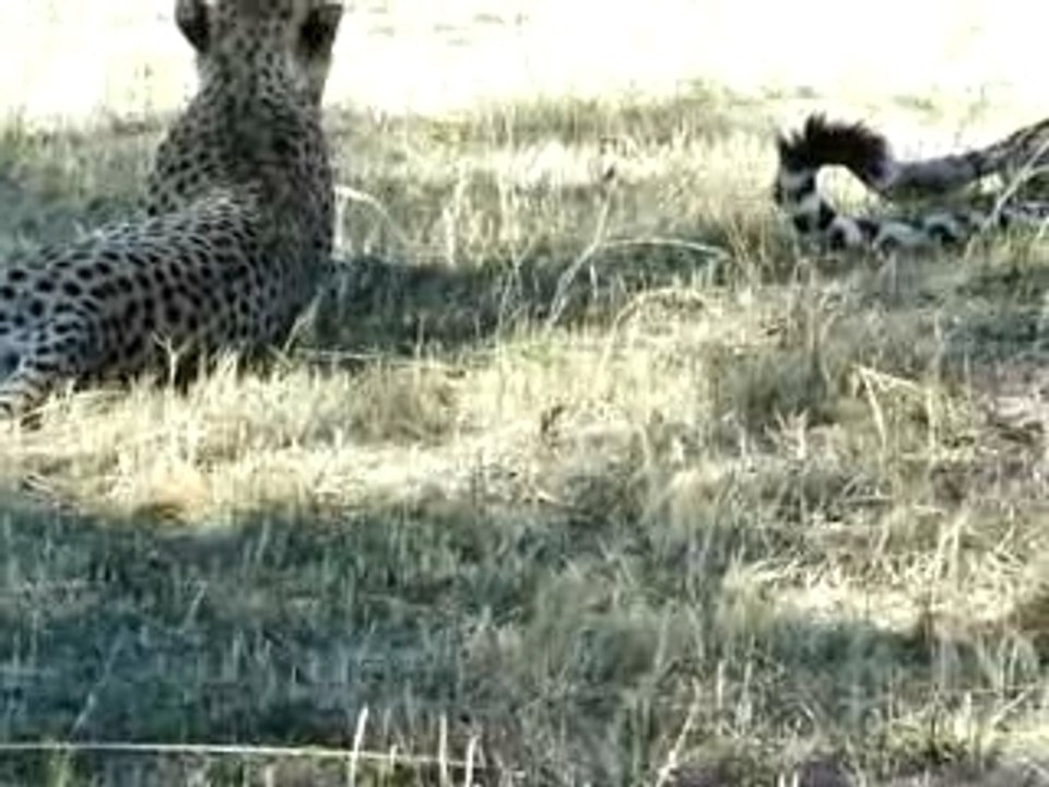 Cheetah in rest in Okavango