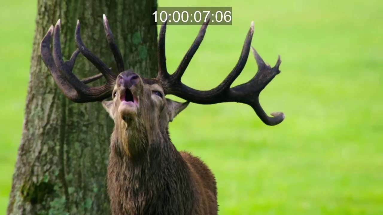 Narration animalière 2019