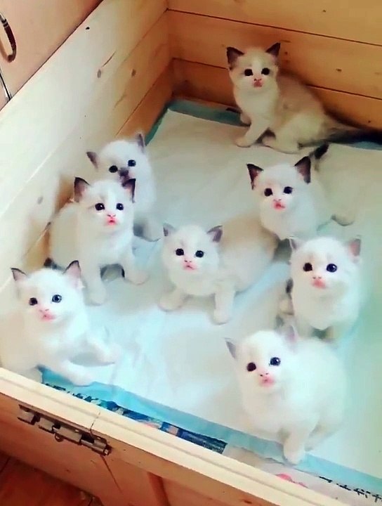 Cats-Actors. Many actors. Ilon Mask aproved.