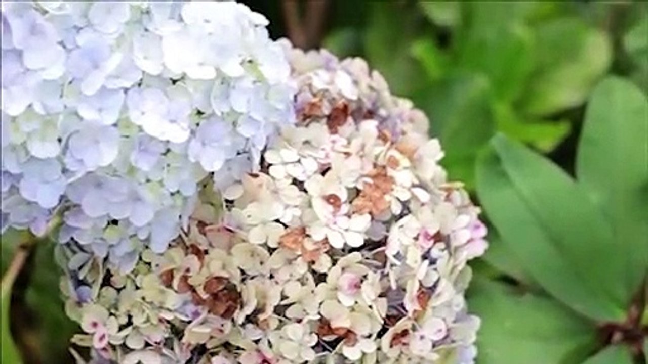 Humaira - Cahaya Rasul