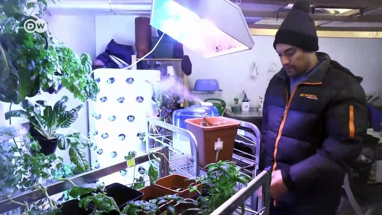 Growing greens in the Arctic | DW Documentary