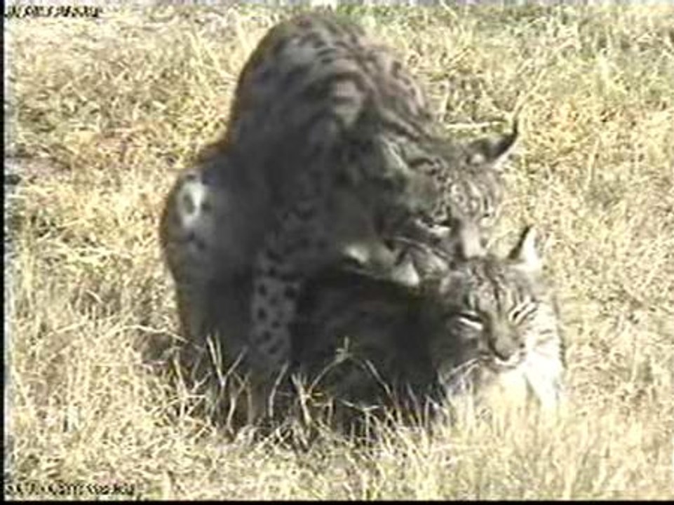 Hay que ser un lince para hacer el amor