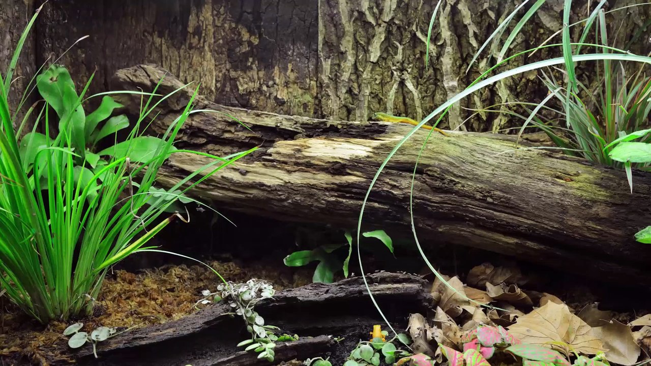 Terraristik: Alles über Terrarien und Vivarien 🦎