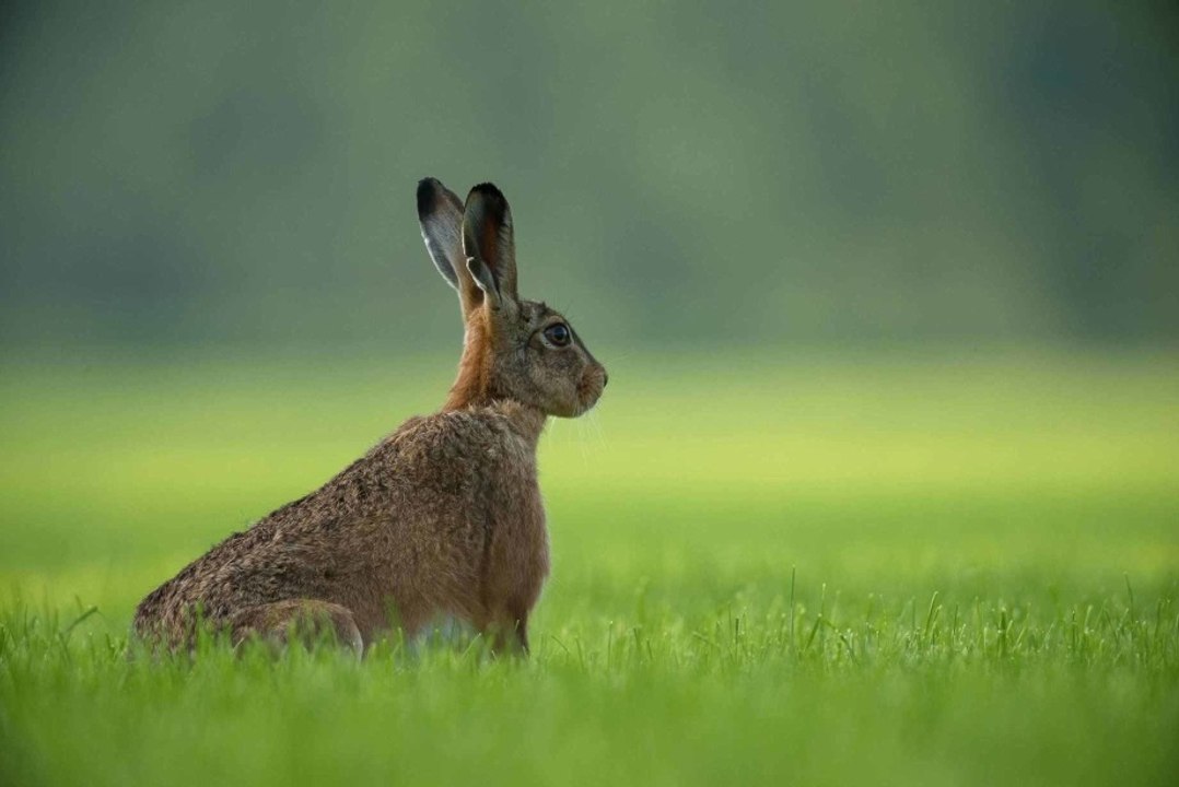 The Basics of Rabbit Hunting