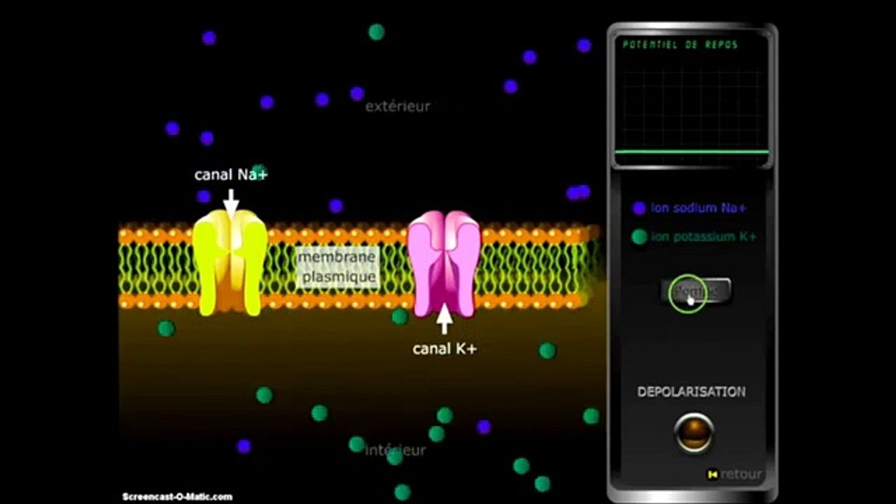 Codage du message nerveux
