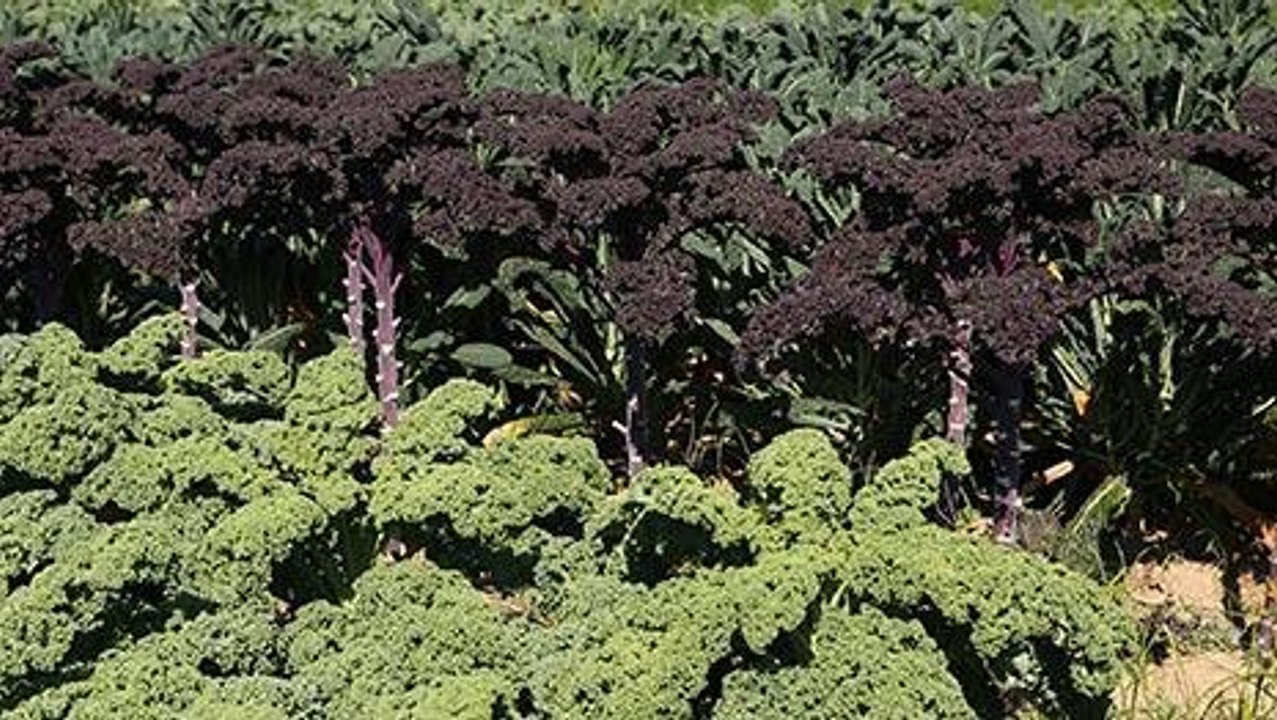 What Does Genetically Modified (GMO) Mean?