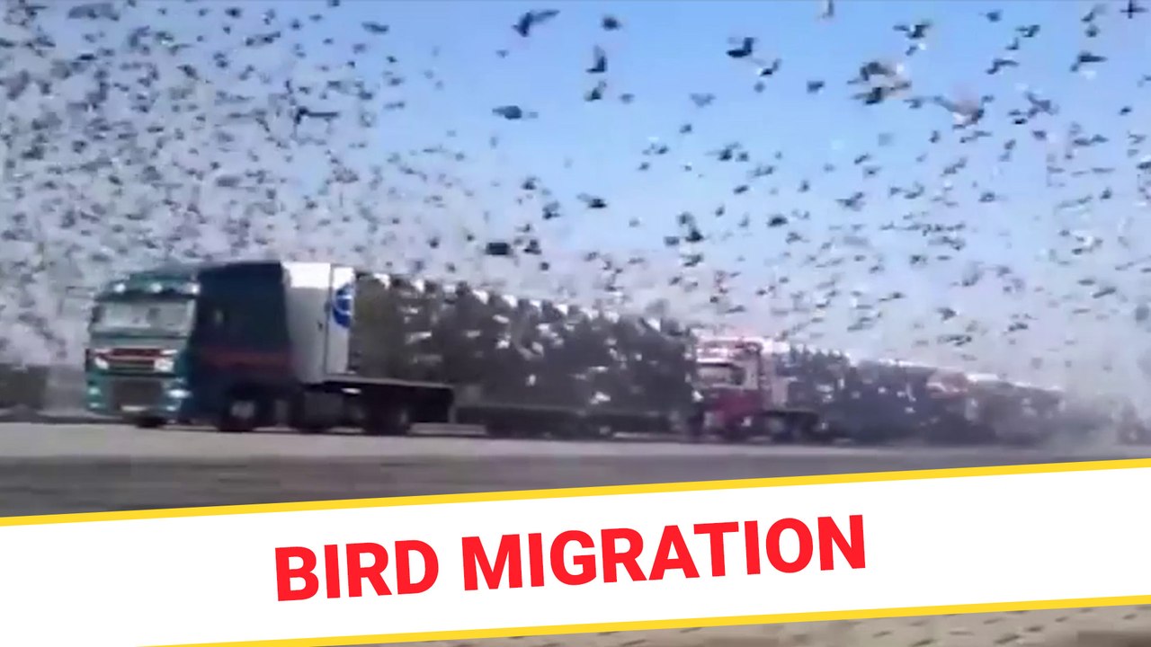 Bird migration