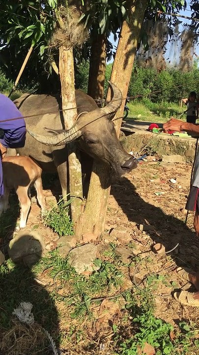 Chainsaw Required for Animal Rescue