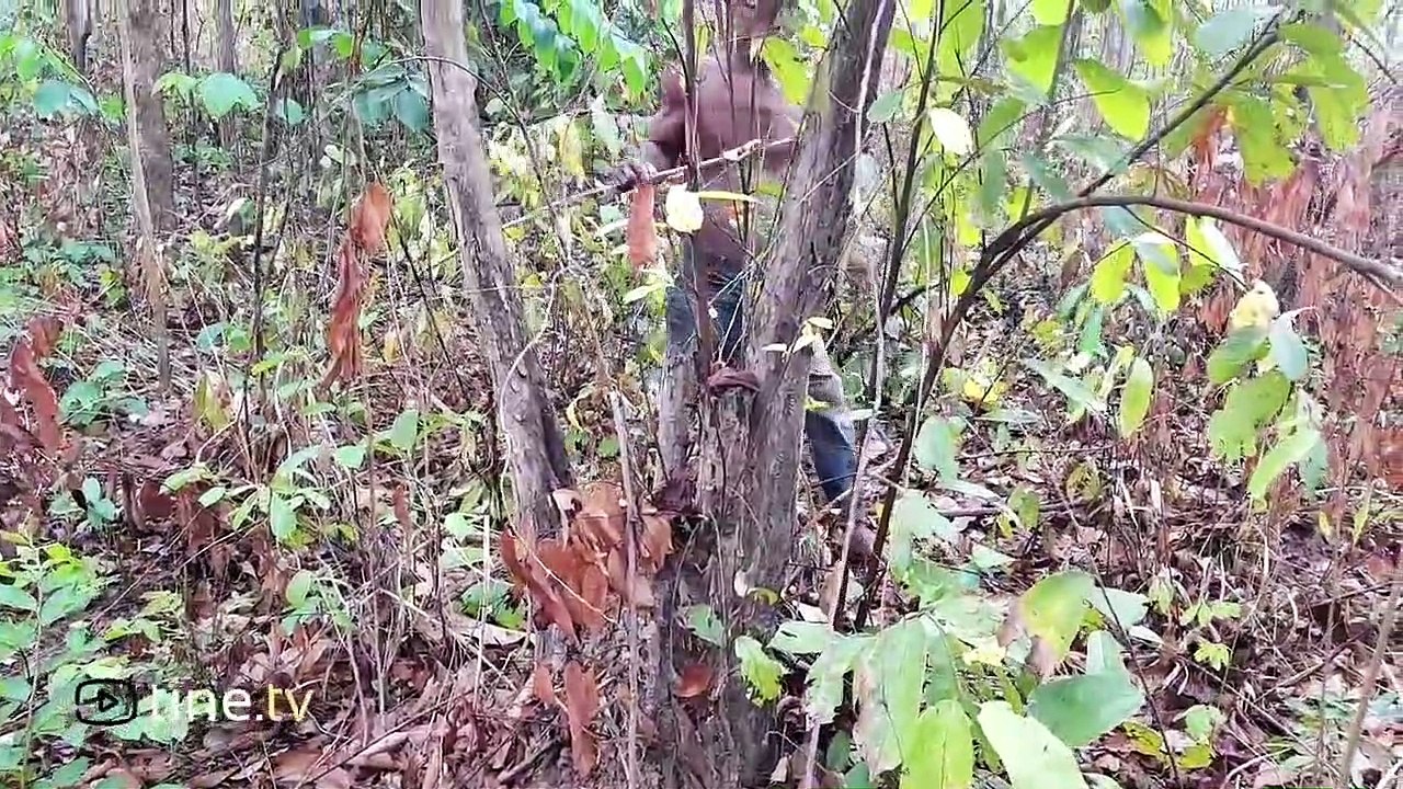 Primitive Times - Finding Lizard Animals for Primitive Food Cooking - Primitive Technology