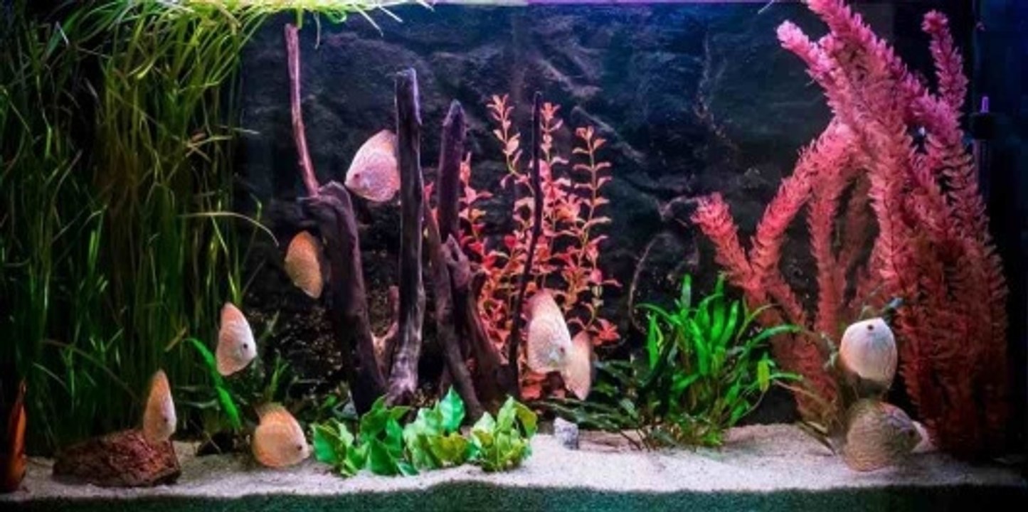 The Different Types of Aquarium