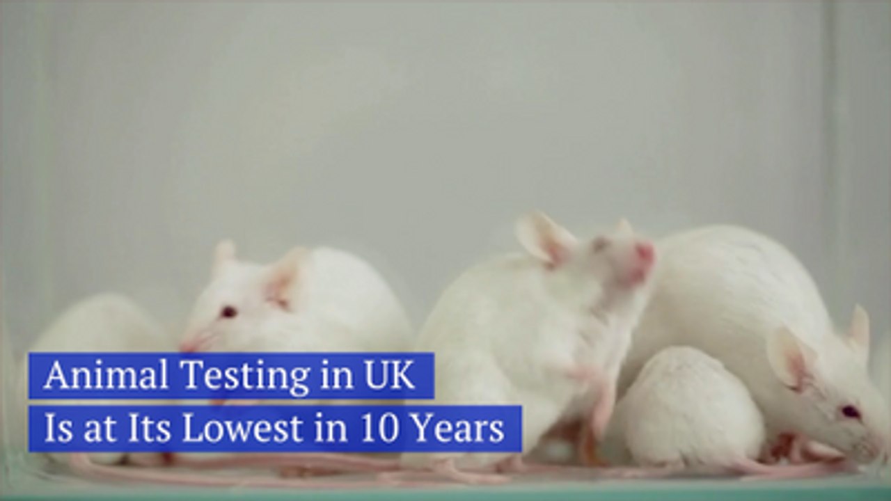 UK Animal Testing Declines: What the New Report Reveals 🐾