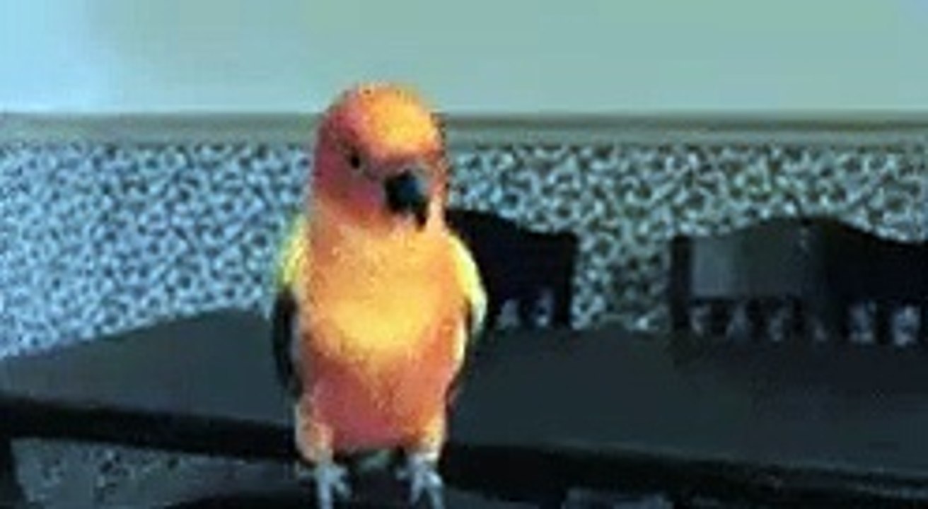 Papagai vertreibt Zeugen Jehovas – Ein überraschender Trick 🦜