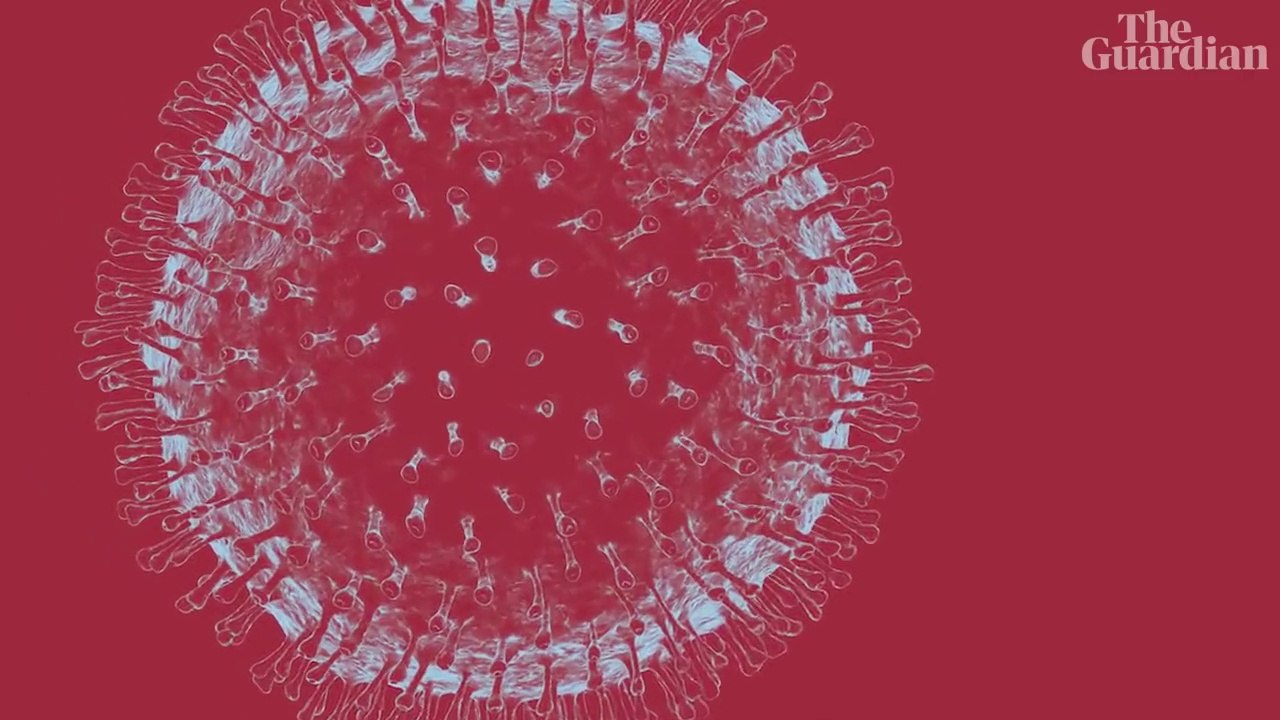 What is the coronavirus ?