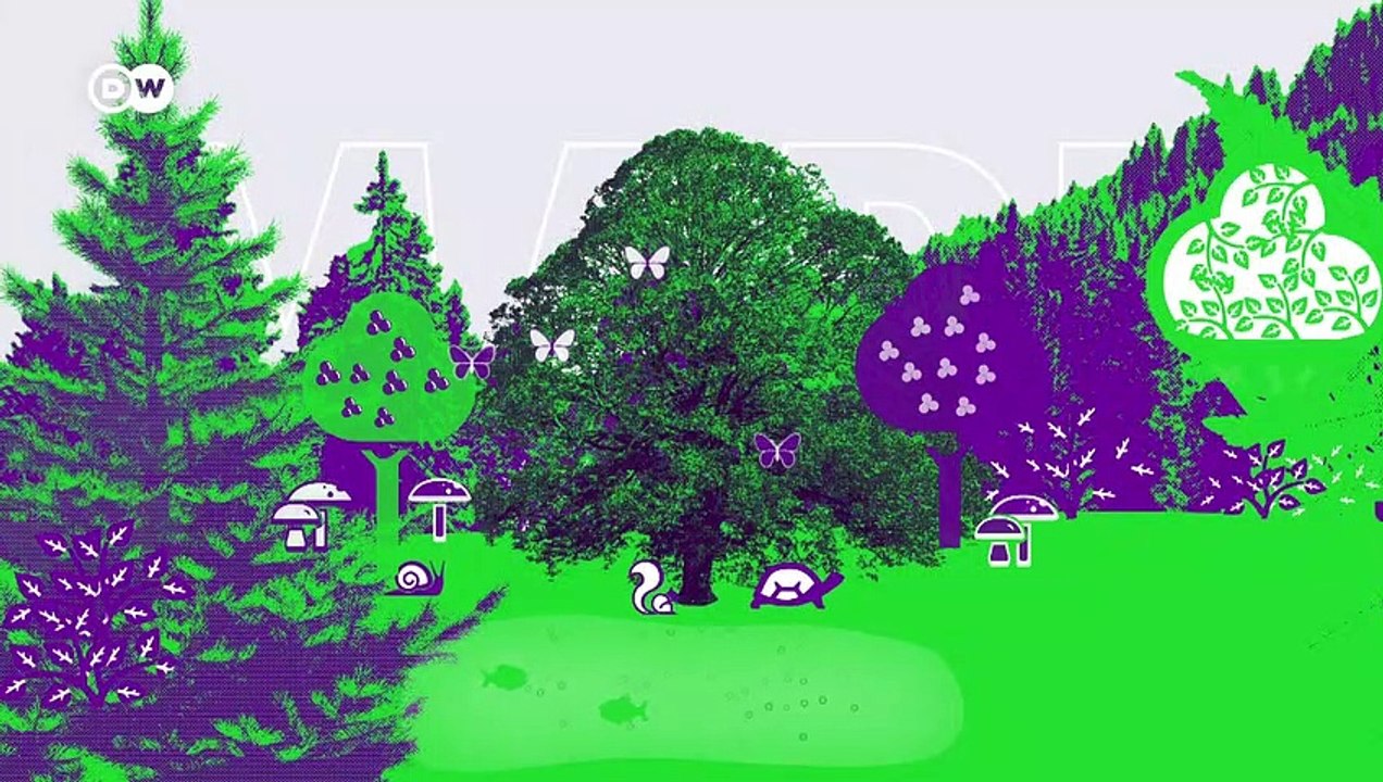 Einfach erklärt: Wald in Zahlen | Made in Germany