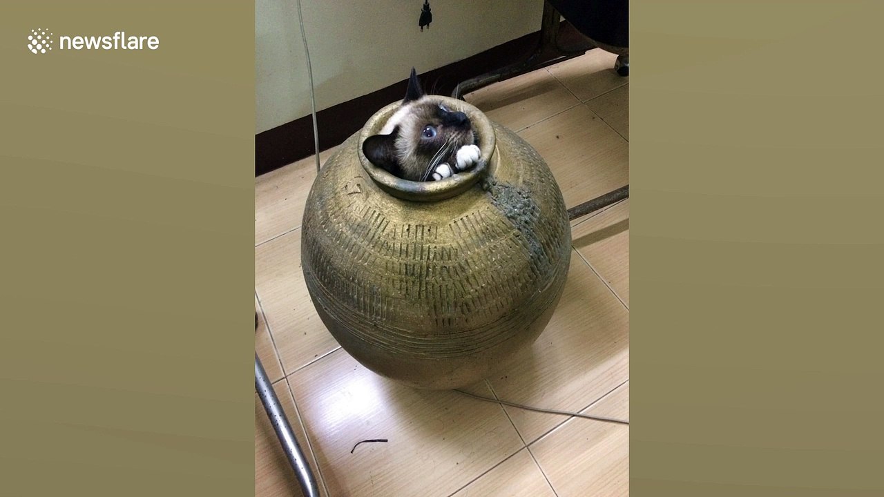 Thai woman smashes pot to free trapped cat