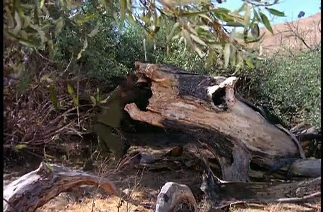 Planeta dos Macacos, A série de TV - 12