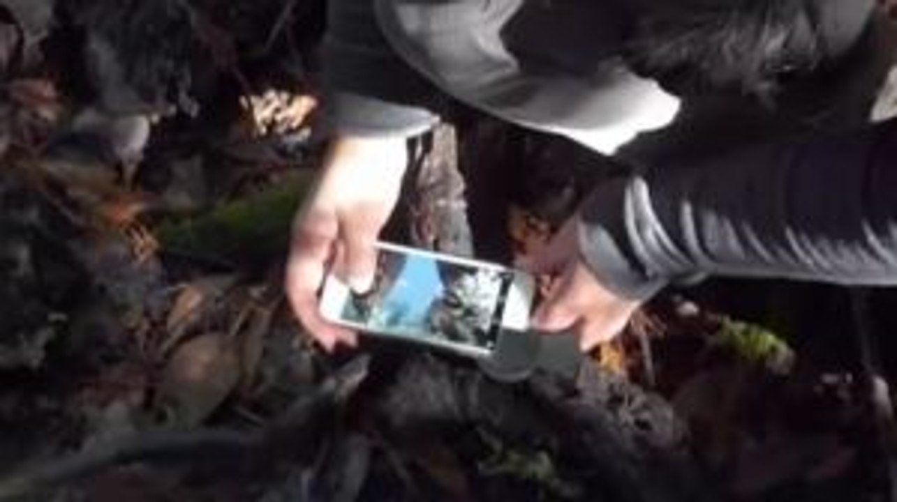 Phone App for Nature Enthusiasts