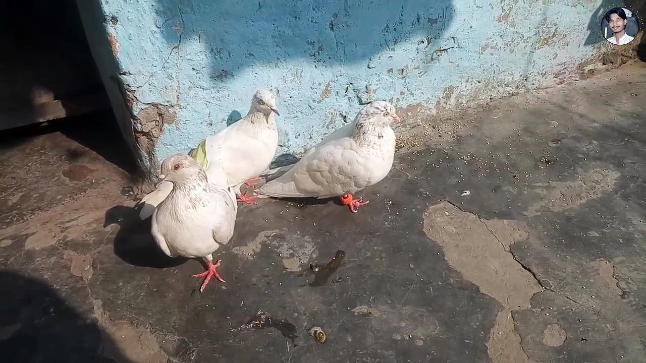 कबूतर पालन कैसे करें? आसान और प्रभावी टिप्स 🕊️