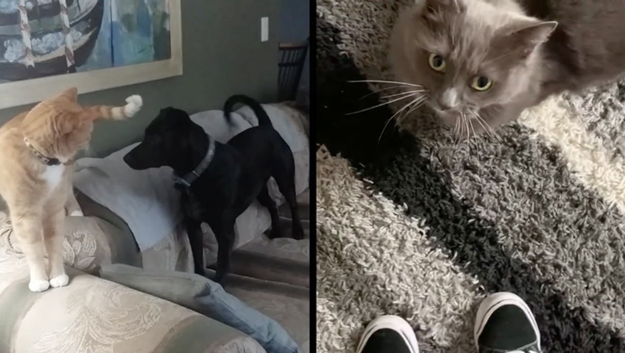 Cats And Dogs May Be Different, But Both Are As Cute As Can Be