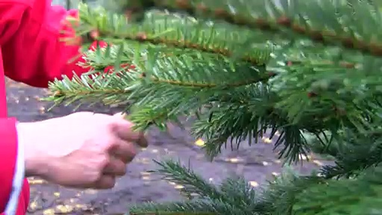 What Type Of Christmas Tree Is The Best?