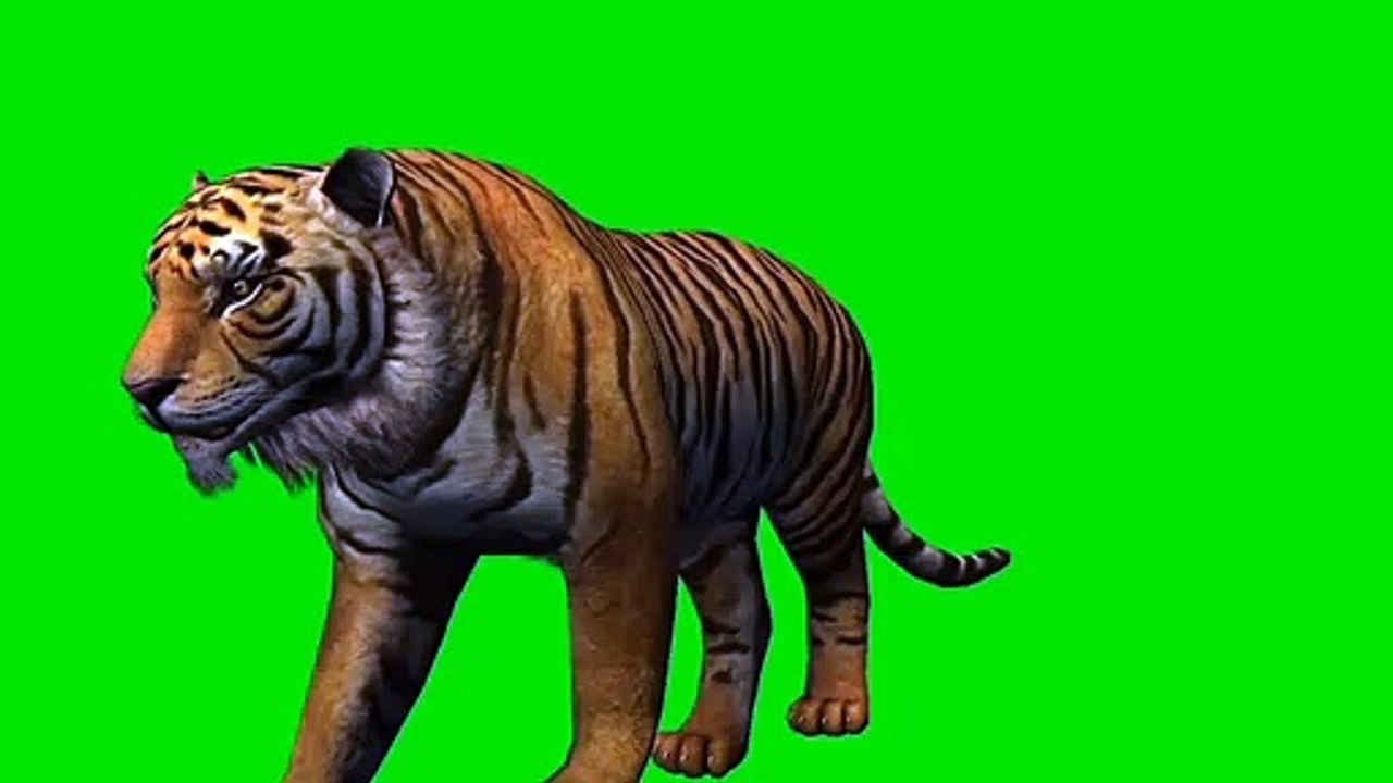 Green screen lion ll green screen animal