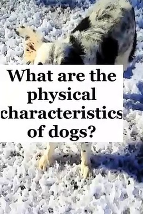 What are the characteristics of Dog?