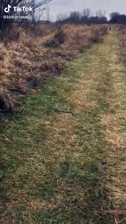 Cão trata de salvar o seu dono de uma cobra que estava no seu caminho