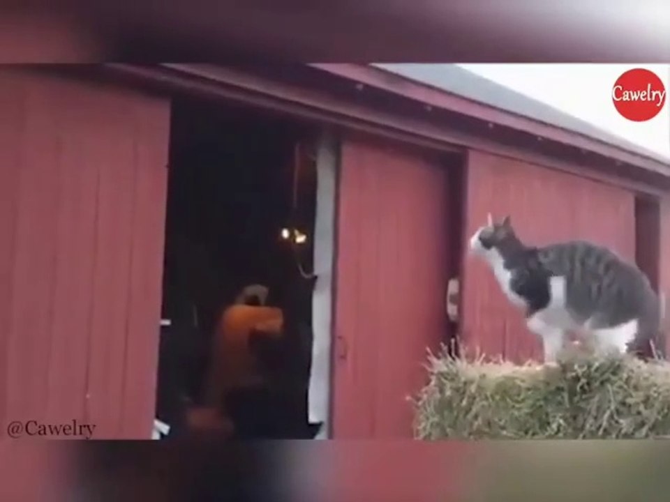 The Cat calculating the mathematics