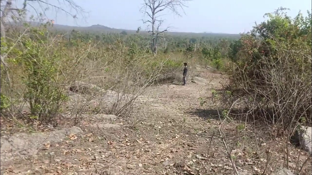 Khatarnak jungle ki sair, khatarnak jungle mein kya kya hota hai, gaon ke jangal ka khatarnak drishya