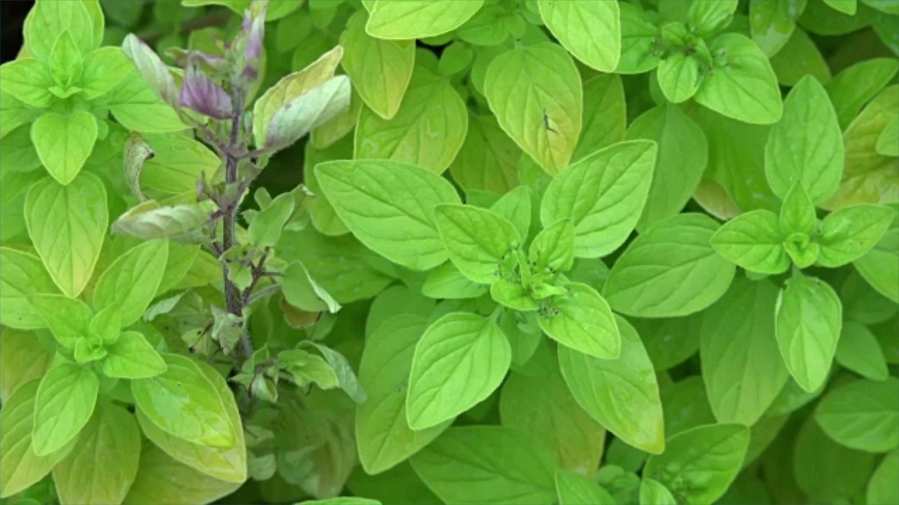 What Is Marjoram and What's a Good Substitute?