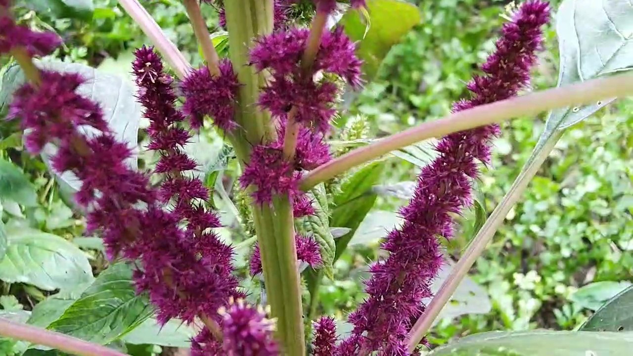 रामदाना के औषधीय गुण | Medicinal properties of Ramdana