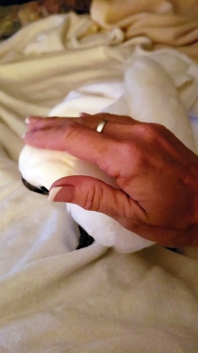 Chloe the Sweet Cockatoo Loves Getting Pet