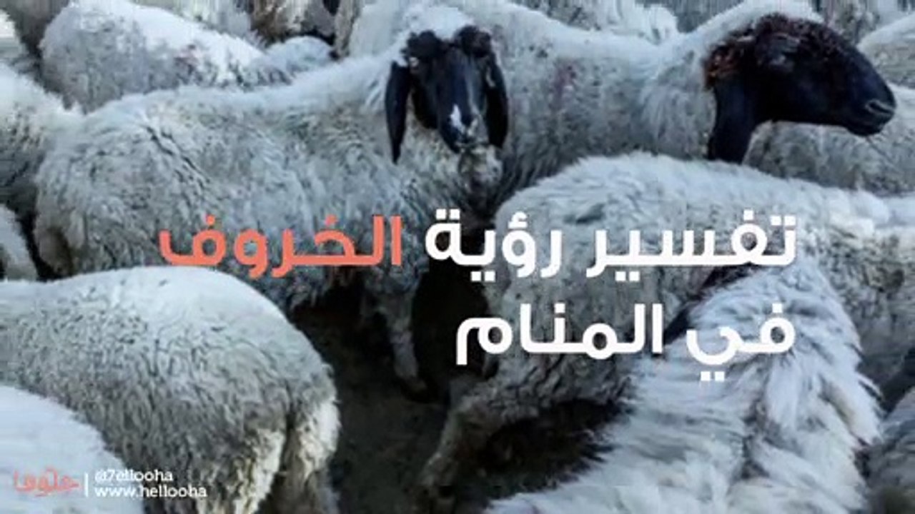 تفسير رؤية الخروف