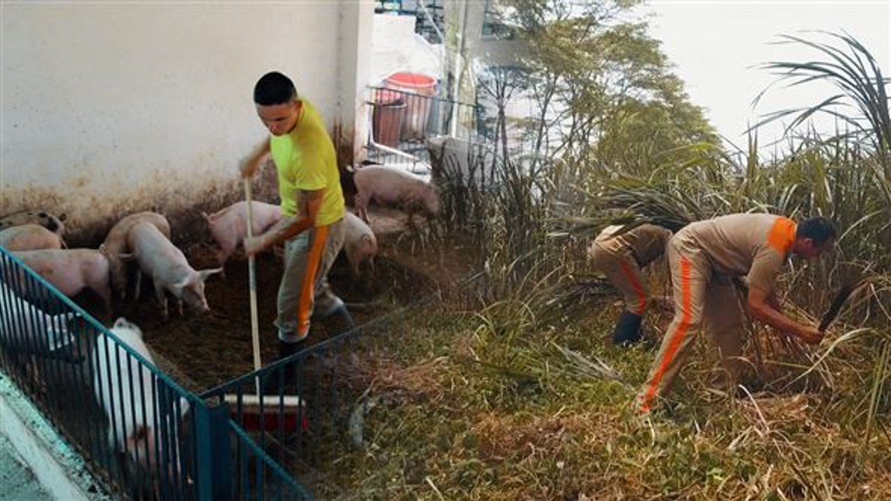 Landwirtschaft statt Gitter