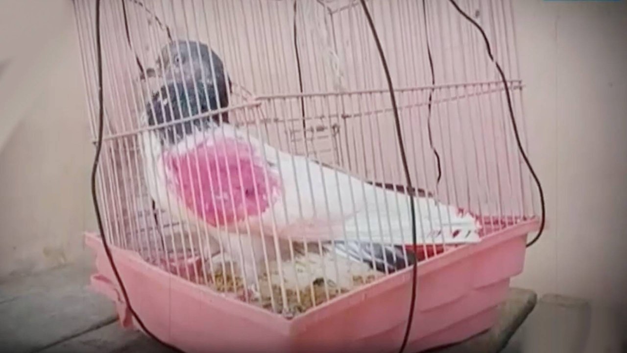 J-K: Pakistani 'spy' pigeon carrying coded message captured