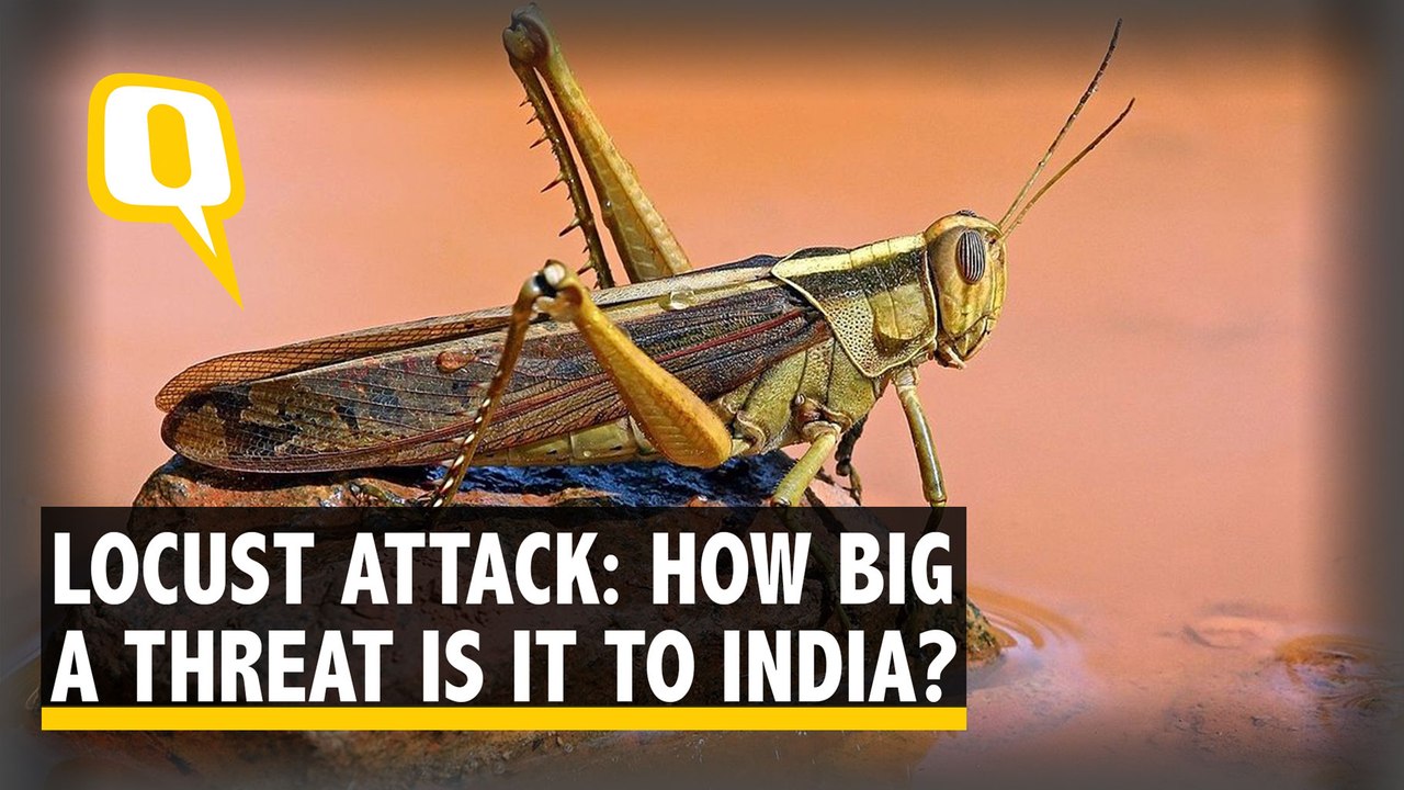 Worst Attack in 27 Years: What Are Locusts & How Big a Threat Are They to India?
