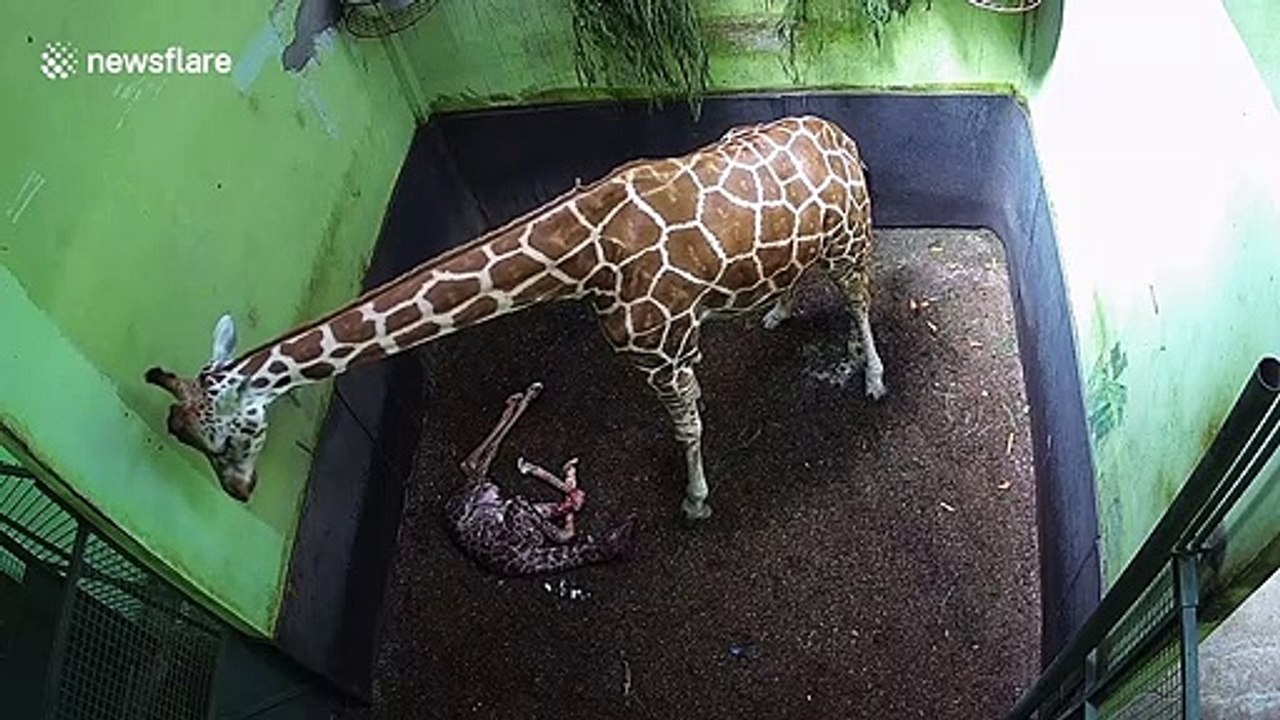 Baby giraffe born at Bali zoo named Corona after pandemic