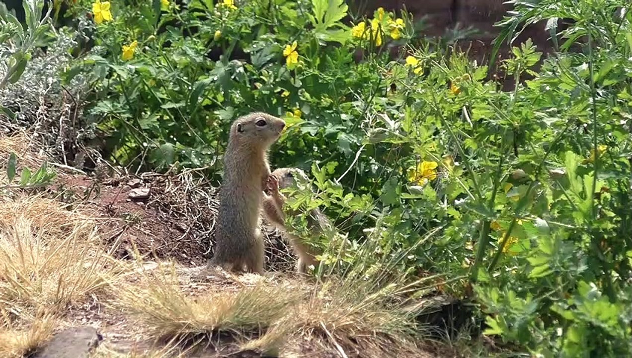 Hide, hide, quickly hide!