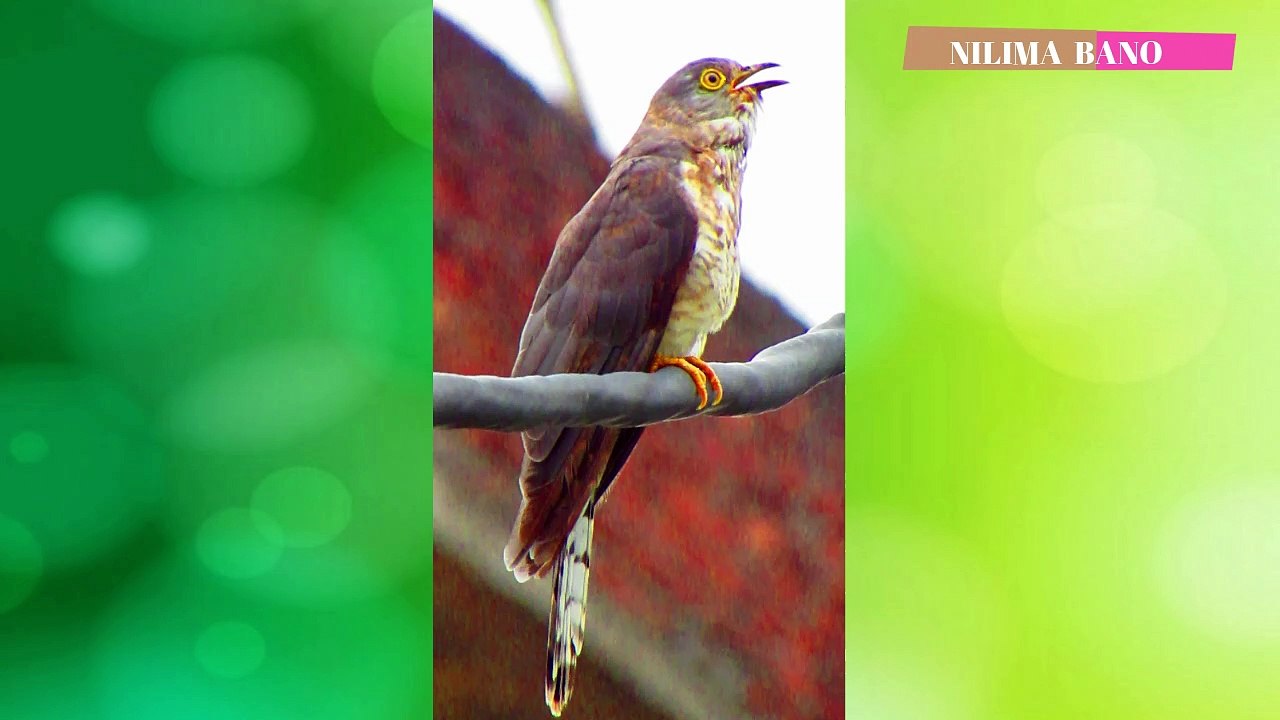 Call of Common Hawk-Cuckoo || Brainfever bird || पपीहा