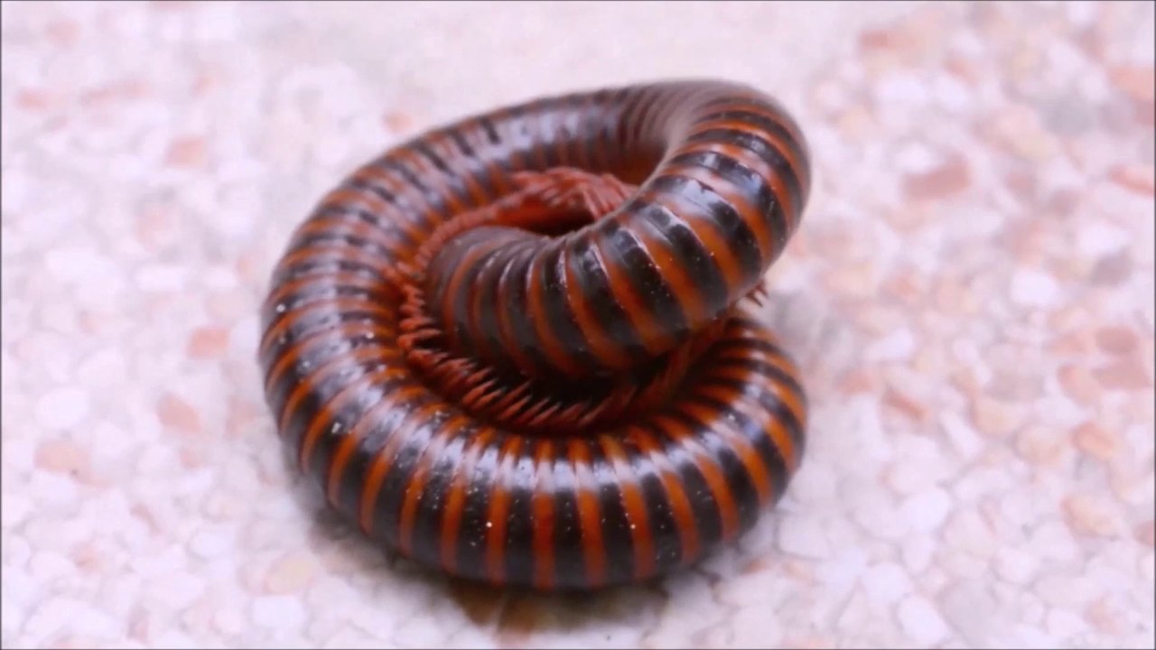 Millipedes Macro Video with Tamron 90mm Macro lens