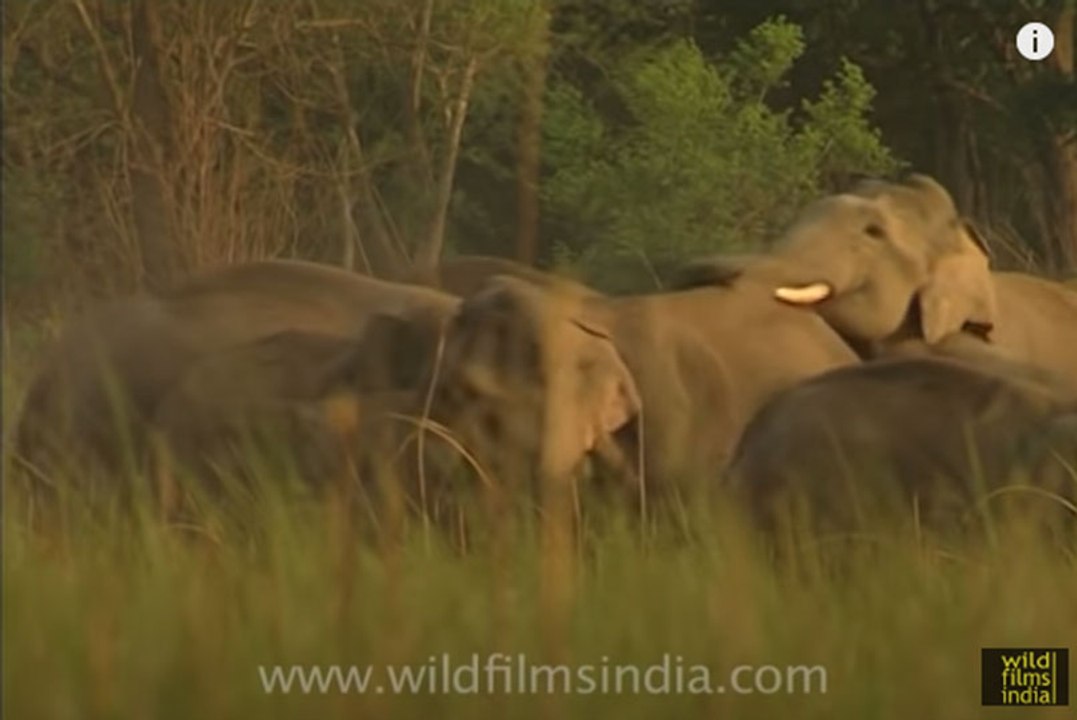 Elephants mating!