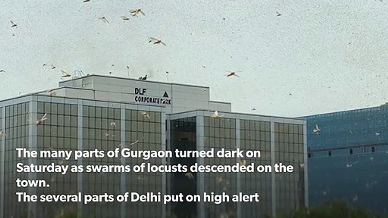 Locust attack in Gurgaon and Delhi, India